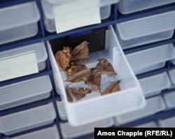 Some of the butterfly specimens kept in the laboratory of the Institute of Physics Belgrade.