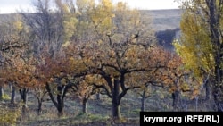 Яблоневые сады в Бахчисарайском районе, Крым, архивное фото