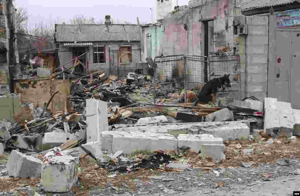 A dog sits amid the rubble of damaged buildings in Donetsk in November 2014.