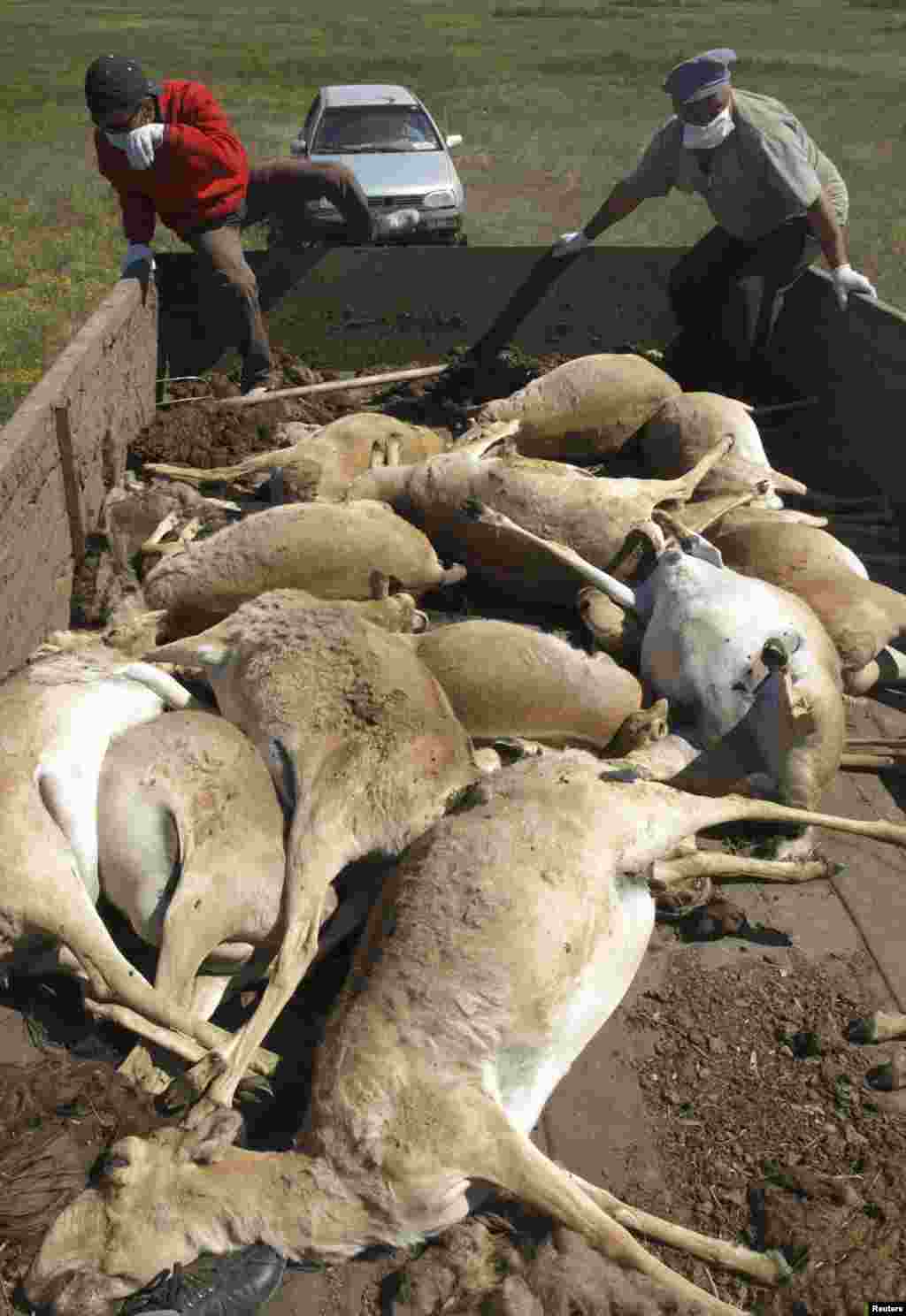 Men load a trailer with carcasses of dead saiga antelope in western Kazakhstan in 2010.