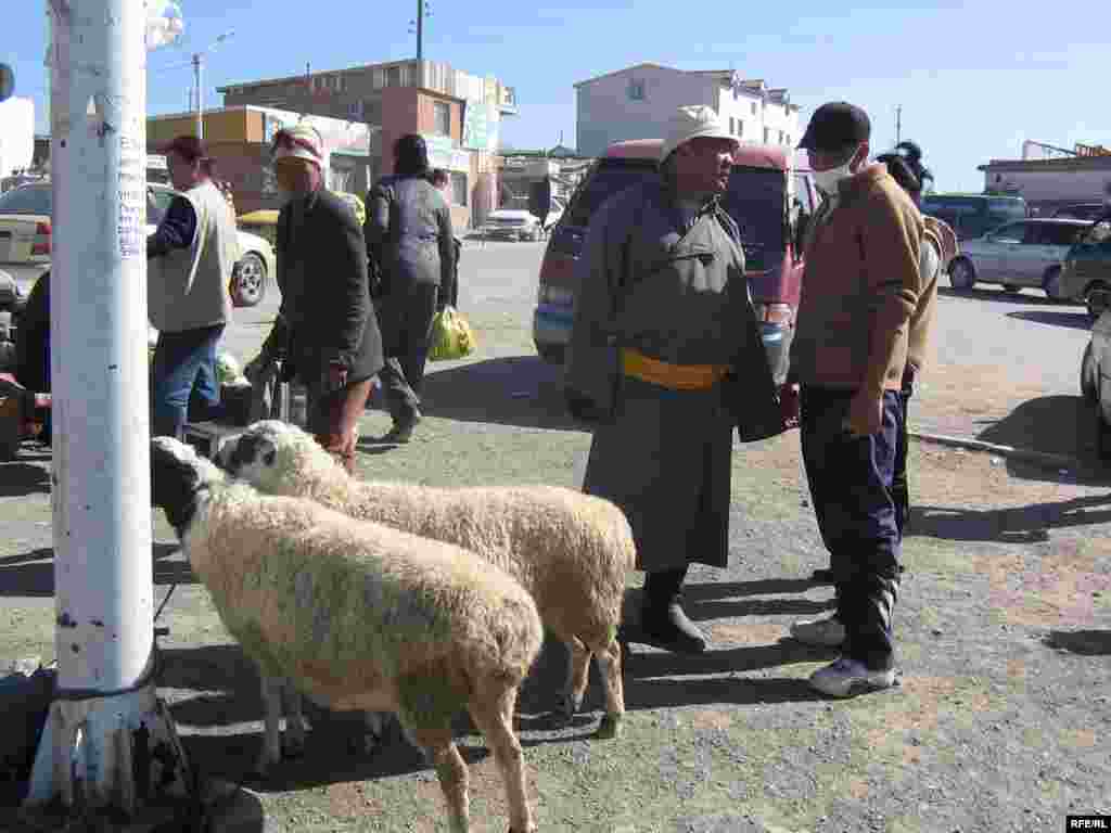 A sheep sale under way in a suburban district of Ulan Bator. - Mongolia has more sheep than people. Sheep are valued for their wool, milk, meat, and even their bones. A large, healthy sheep -- judged by the plumpness under their tail -- can sell for 55,000 tugrik, or approximately $38.