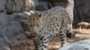 Chinese, Russian Scientists Search For Rare Leopard