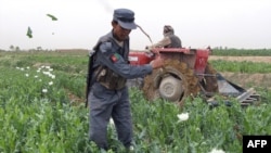 An Afghan policeman destroys a field of poppies in the southern Helmand Province, where insecurity continues to make opium growing widespread.