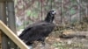 Instead of the romantic ending nature lovers were hoping for, one of Bulgaria's recently reintroduced black vultures was shot and killed by a poacher.