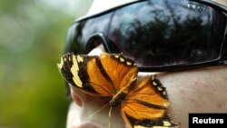 A monarch butterfly lands on the face of a man at the National Institute of Biodiversity in Costa Rica, which won the Future Policy Award 2010 in celebration of its biodiversity law as a milestone of excellence in meeting the goals of the UN Convention on