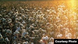 A cotton field in Uzbekistan (file photo)