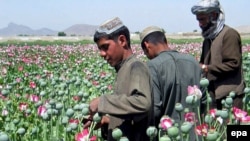 Poppy fields like this one in southern Afghanistan have increased in areas near the Tajik border