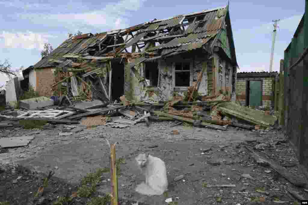 A cat stands in front of a destroyed building after fighting between pro-Russian militants and Ukrainian forces near Slovyansk in July 2014.