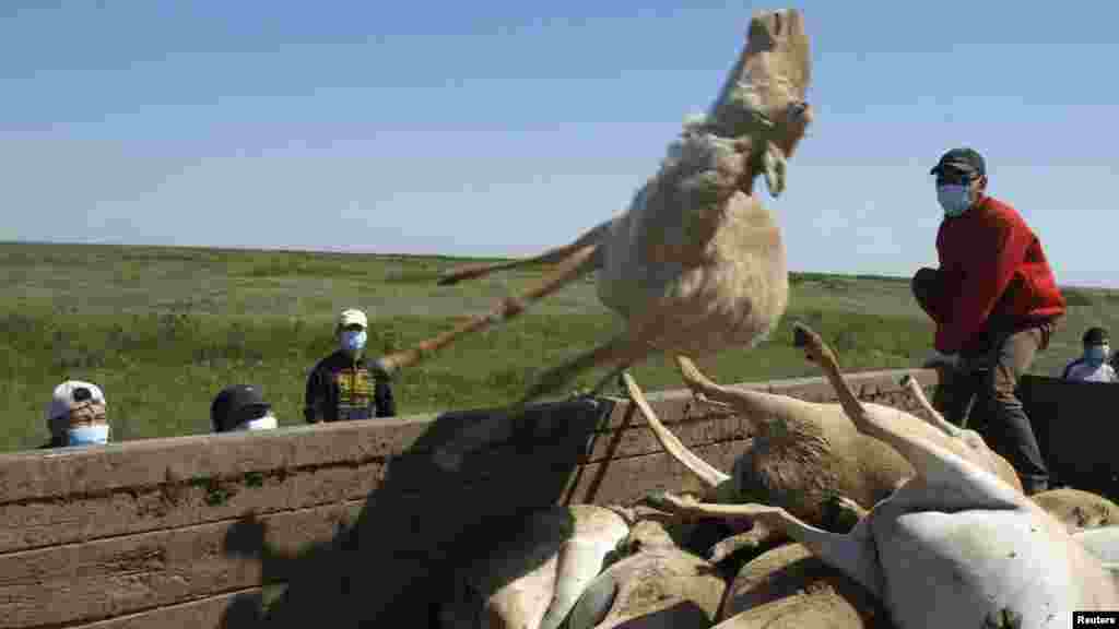 Men load a trailer with carcasses of dead saiga antelope in western Kazakhstan in 2010.