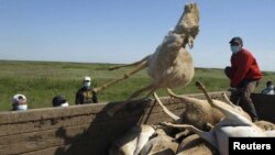 Men load a trailer with the carcasses of dead saiga antelopes in Kazakhstan on May 22, 2010.