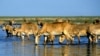 More Endangered Kazakh Antelope Found Dead