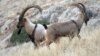 The bezoar ibex is thought to be the common ancestor of all modern domestic goats, and it was the species that the ancient humans in this study "transitioned" to captivity.