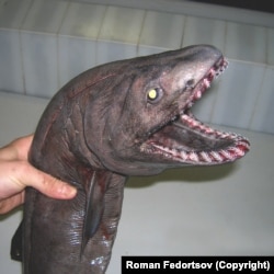 Frilled shark. The rarely seen sharks swim with an eel-like ripple and prey largely on squid, which they snag with scores of trident-shaped teeth.