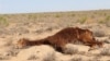 The carcass of a horse that died of starvation lies near the village of Akshymyrau in Kazakhstan's Mangistau Province, which is currently experiencing its worst drought in living memory. 