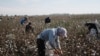 Rights groups have called on Uzbekistan for many years to eradicate a long-running state-controlled system forcing millions of citizens to pick cotton and meet harvest quotas.