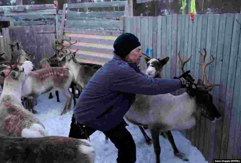 &quot;We have nothing else to live off. If the reindeer don&#39;t sell, we are left to ourselves.&quot; Kjell told RFE/RL.